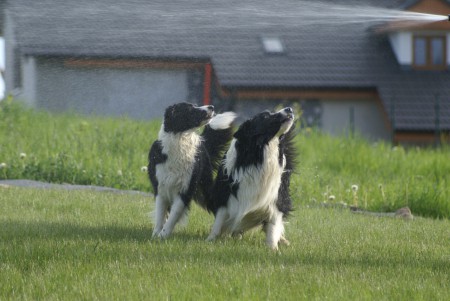 Dovádění při zalévání